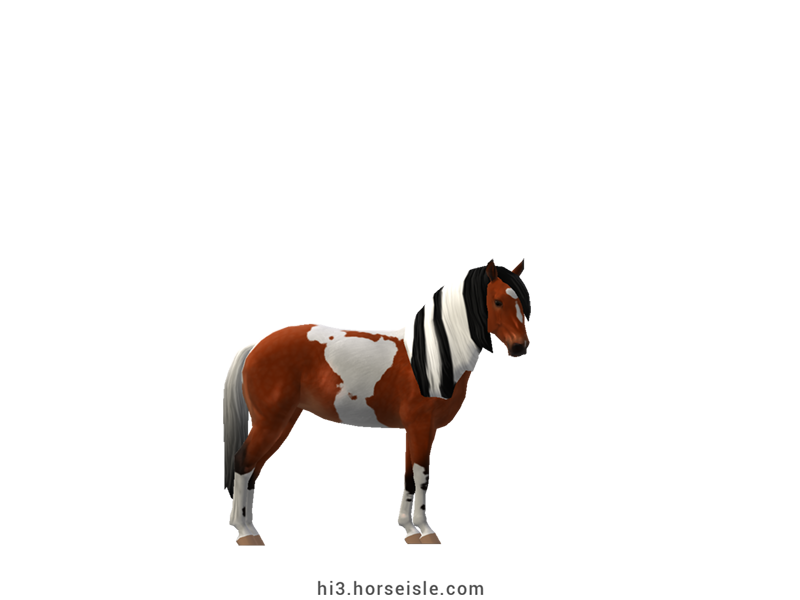 Spotted Mountain Saddle Horse - Type A Red Bay Tobiano Coat